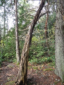 Odd-looking dead tree